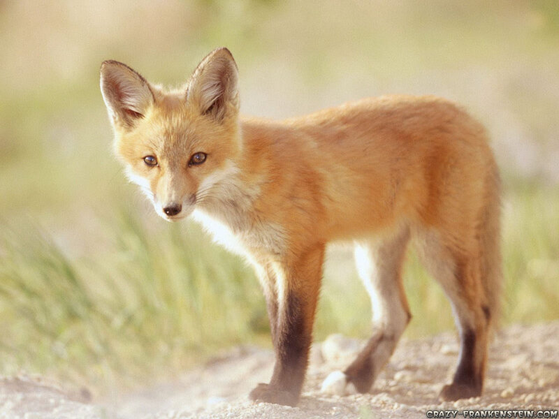Red Fox Kit