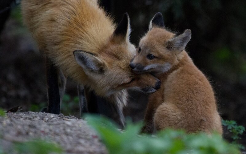 Red Fox Kit with Adult