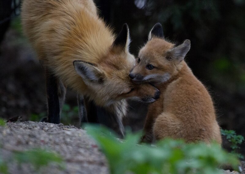 Red Fox Kits