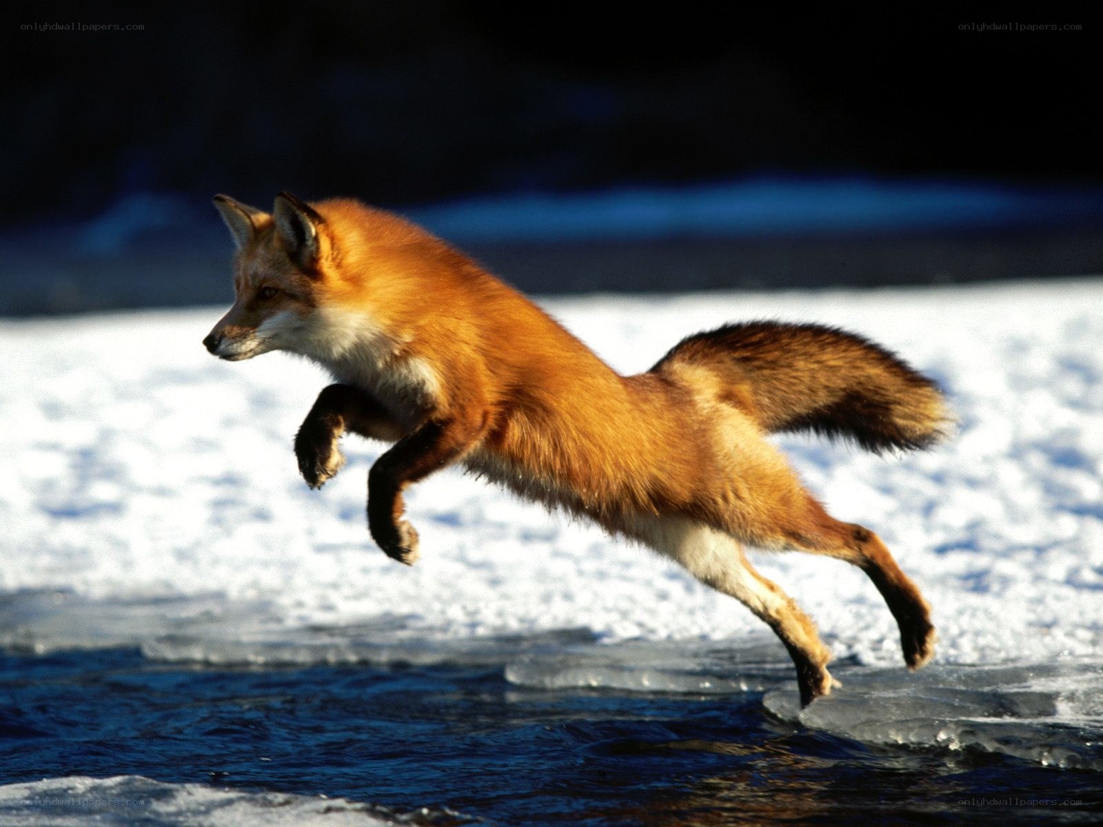 Red fox leaping over water