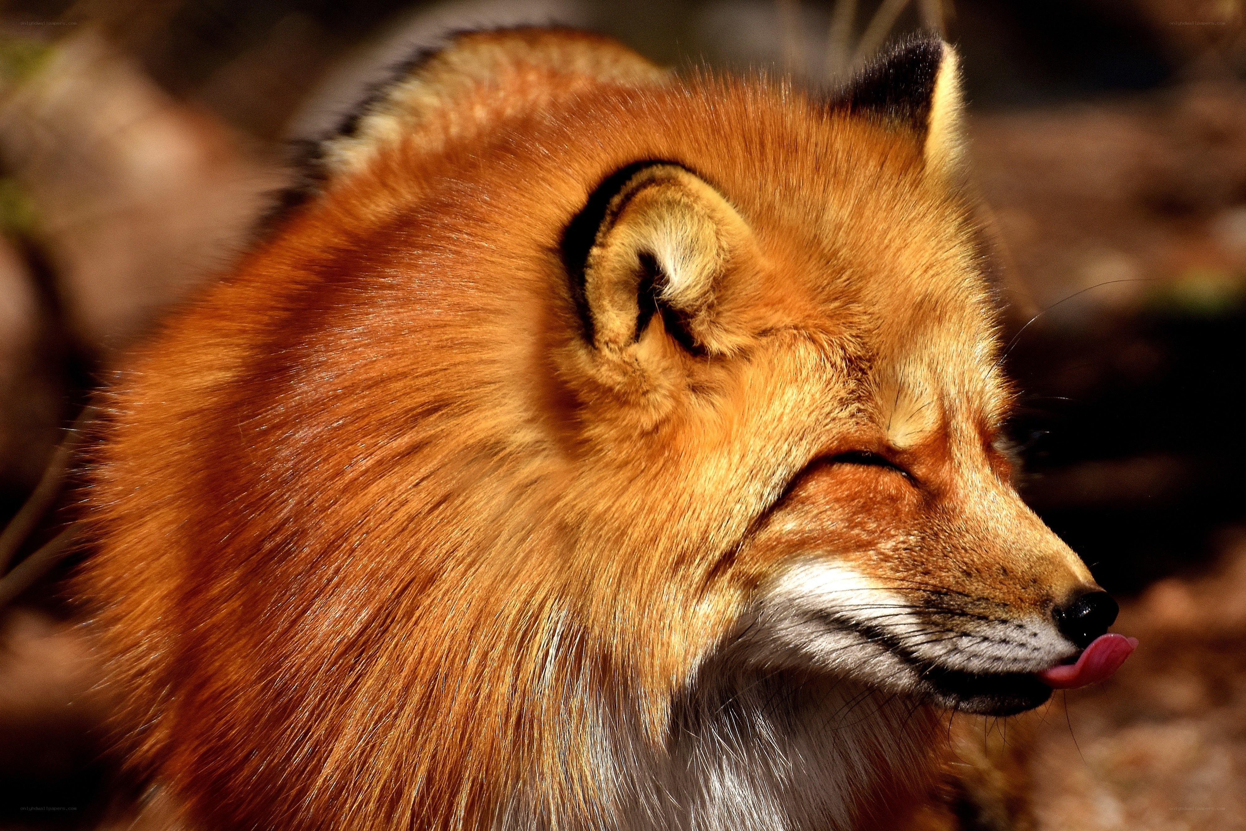 Red fox licking its lips