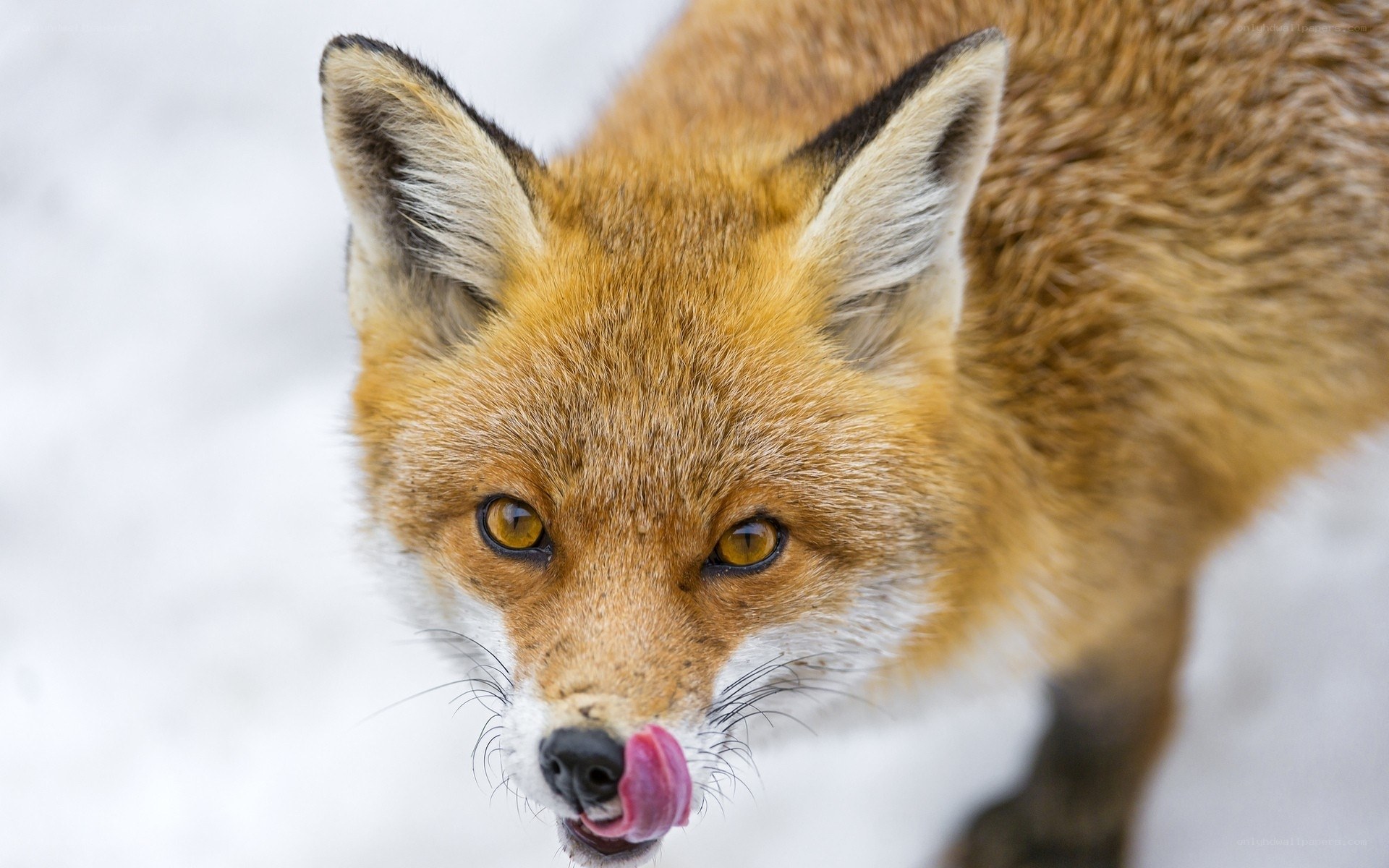 Red fox licking its nose