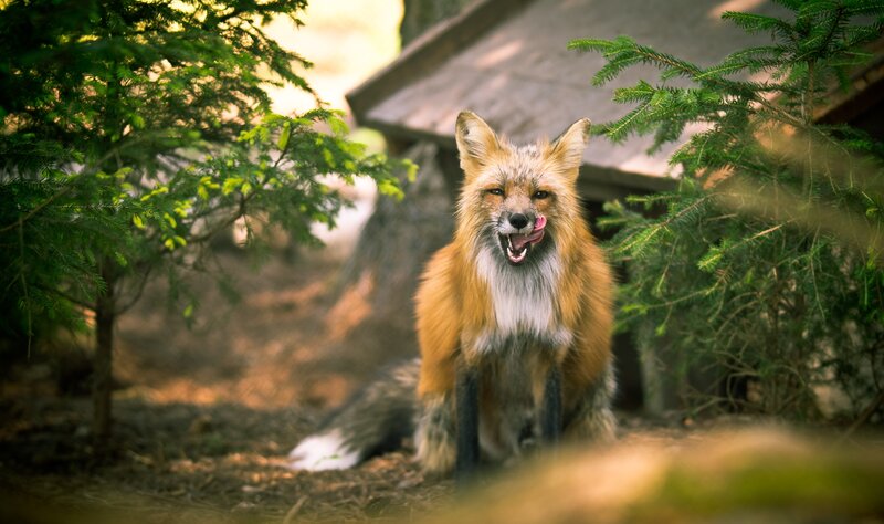 Red Fox Licking Nose — Orange, Natural