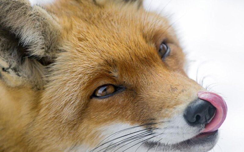 Red Fox Licking Nose — Orange