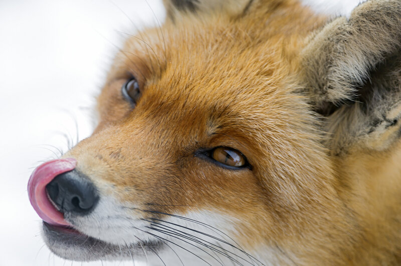 Red Fox Licking Nose