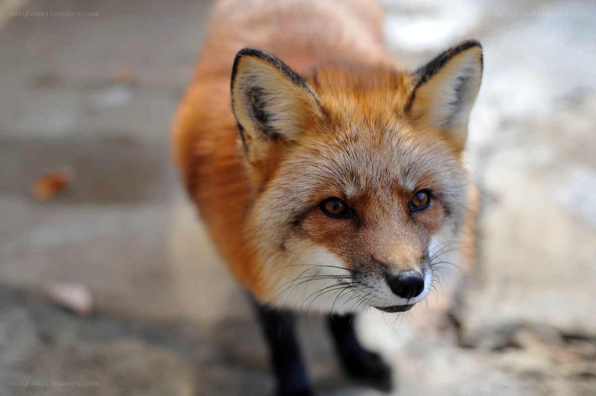 Red fox looking at camera