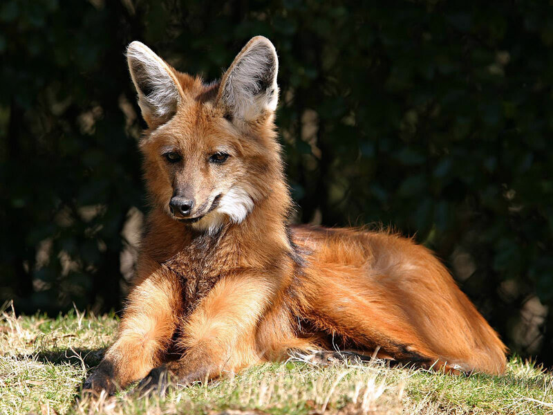 Red Fox Lying Down — Brown, Calm, Afternoon