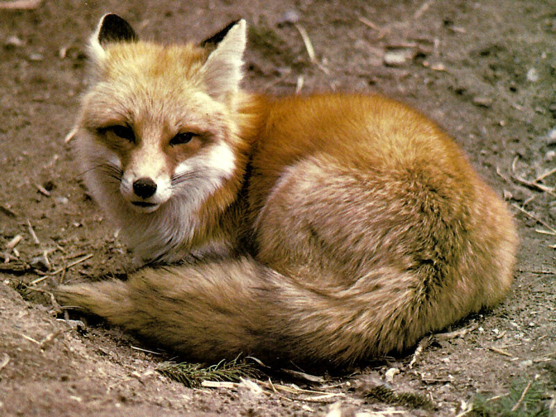 Red Fox Lying Down — Brown