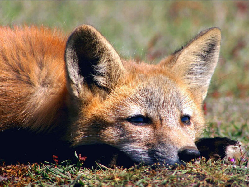 Red Fox Lying Down — Orange, Calm, Afternoon, Photograph