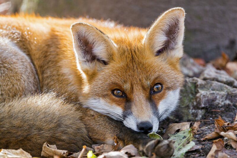 Red Fox Lying Down — Orange, Calm, Autumn, Photograph, Leaves