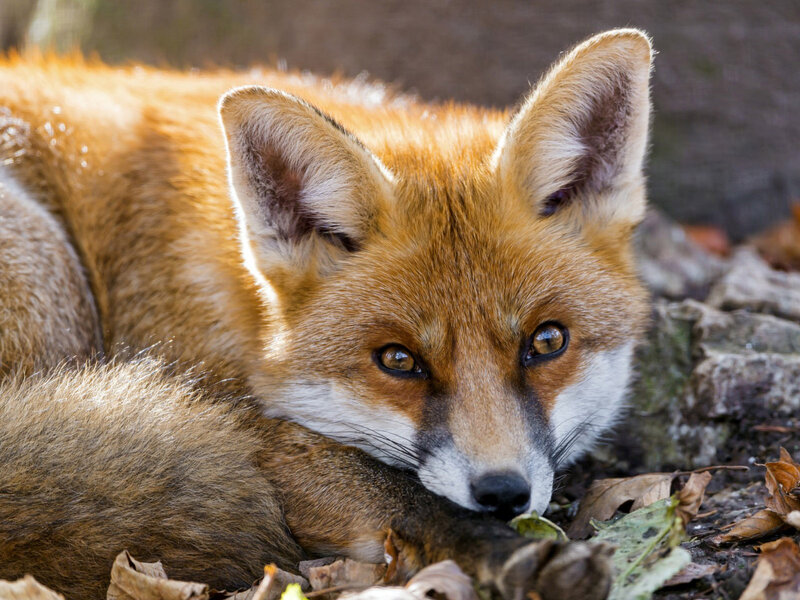 Red Fox Lying Down — Orange, Calm, Autumn, Photograph