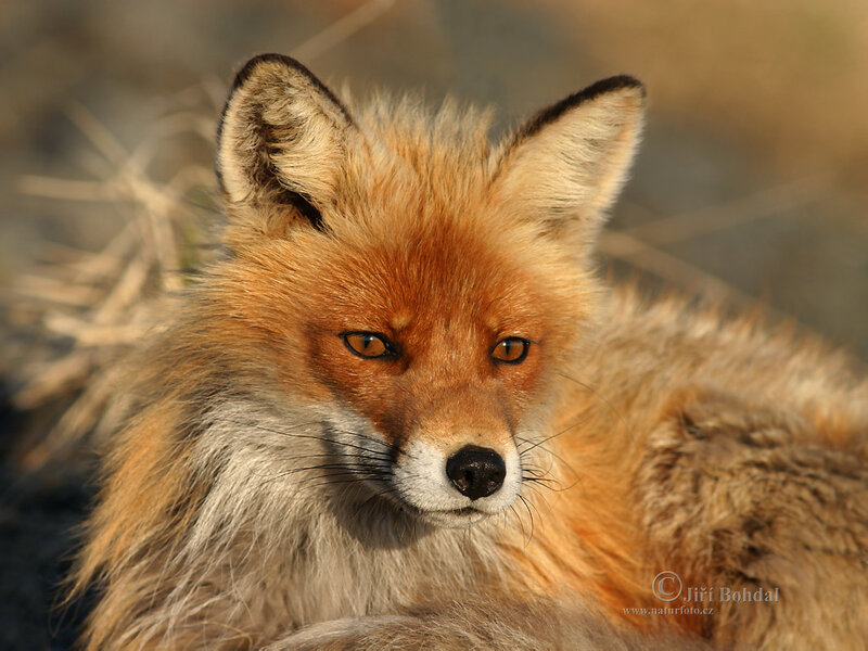 Red Fox Lying Down — Orange, Calm, Sunset