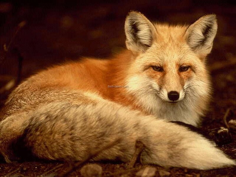 Red Fox Lying Down — Orange