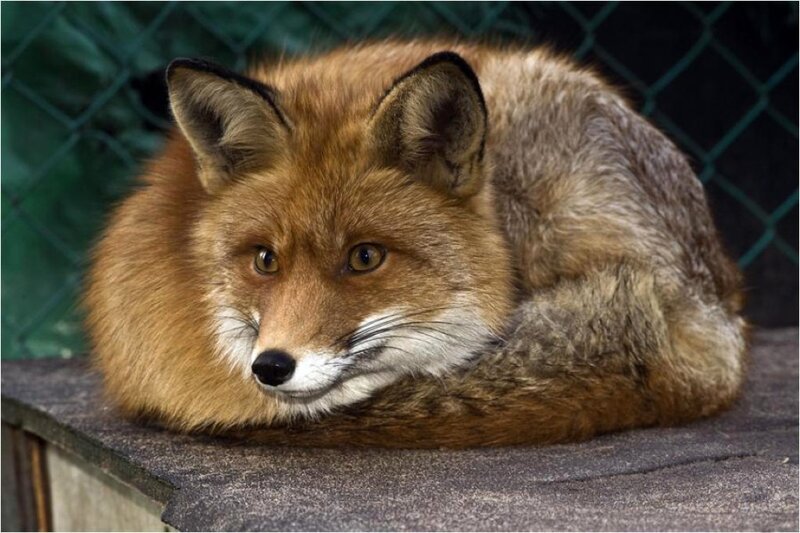 Red Fox Lying Down