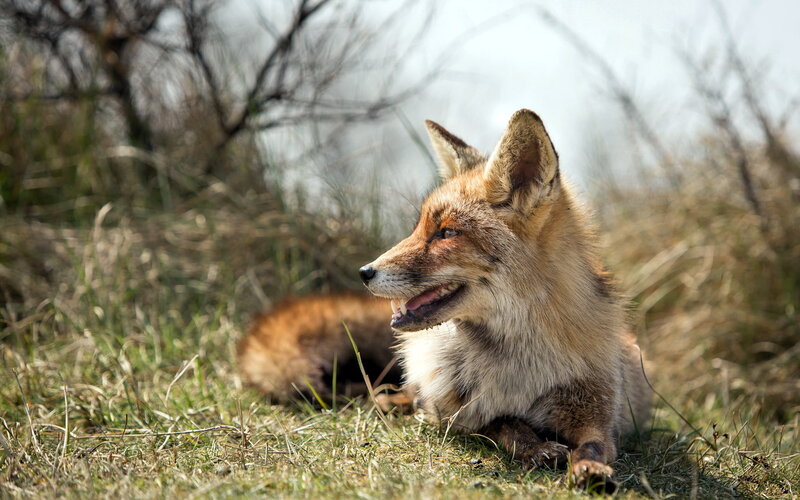 Red Fox Lying in Grass — Brown, Calm