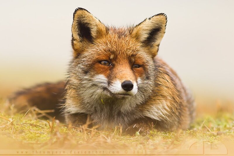 Red Fox Lying in Grass — Brown