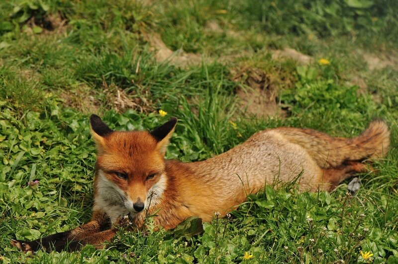 Red Fox Lying in Grass — Green, Calm
