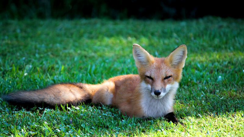 Red Fox Lying in Grass — Green