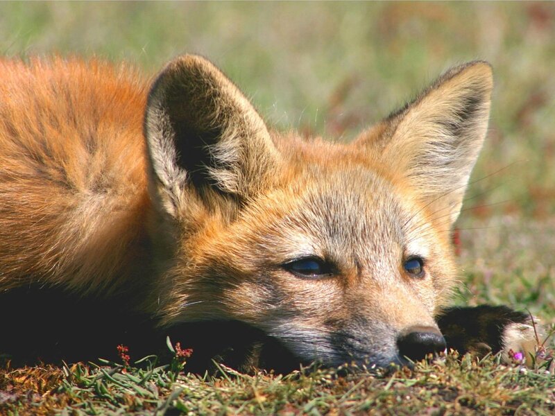 Red Fox Lying in Grass — Orange