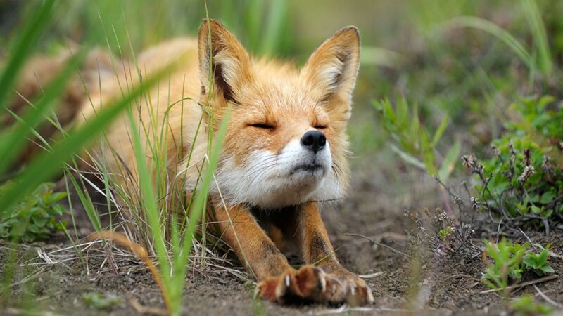 Red Fox Lying in Grass