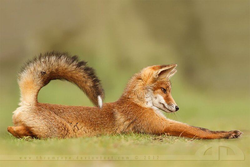 Red Fox Lying on Grass — Brown, Calm