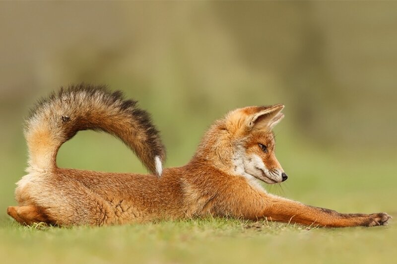 Red Fox Lying on Grass — Brown