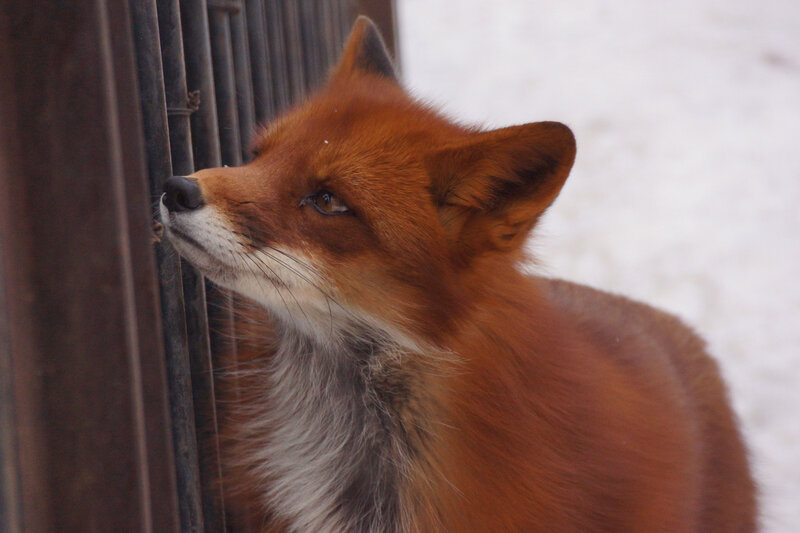 Red Fox Near Fence