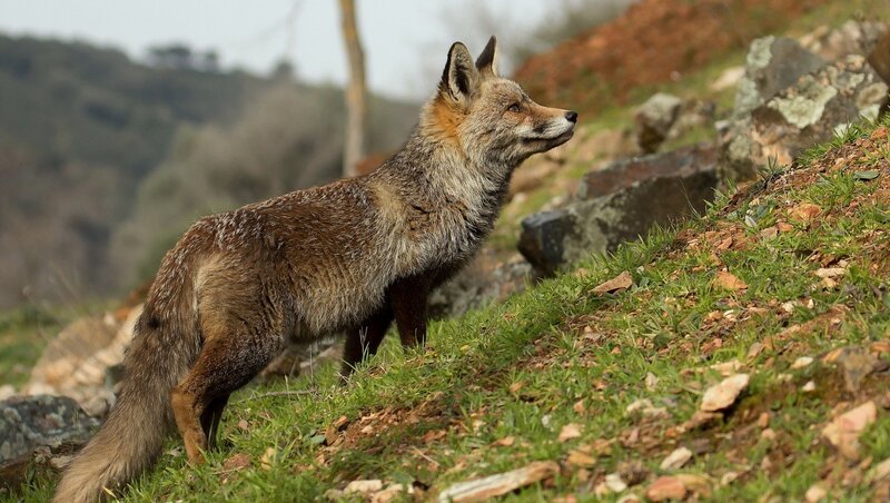 Red Fox on a Hillside