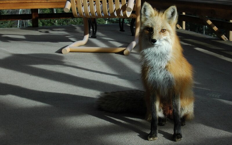Red Fox on Deck