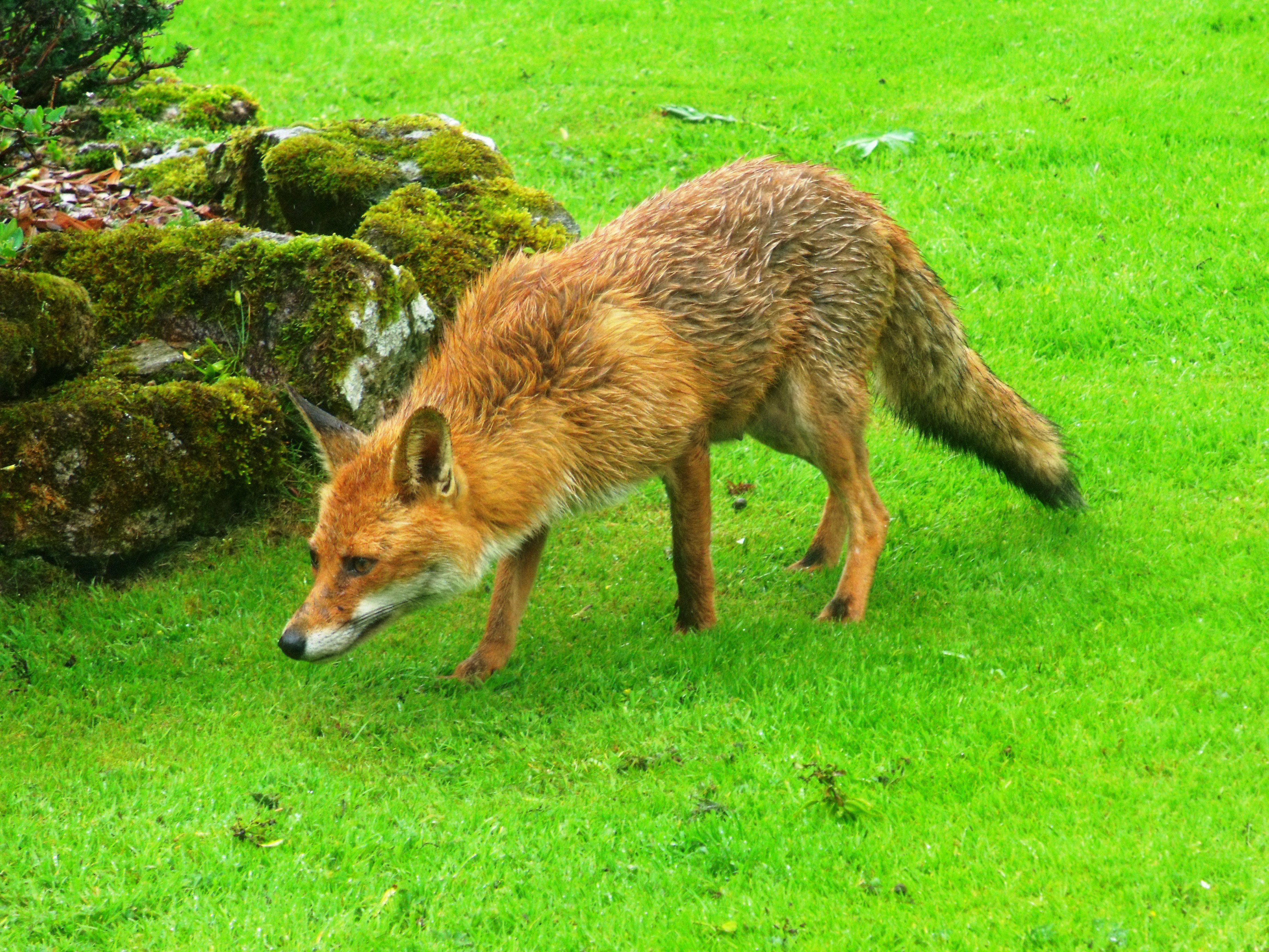 Red fox on green grass