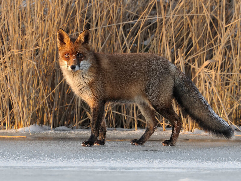 Red Fox on Ice