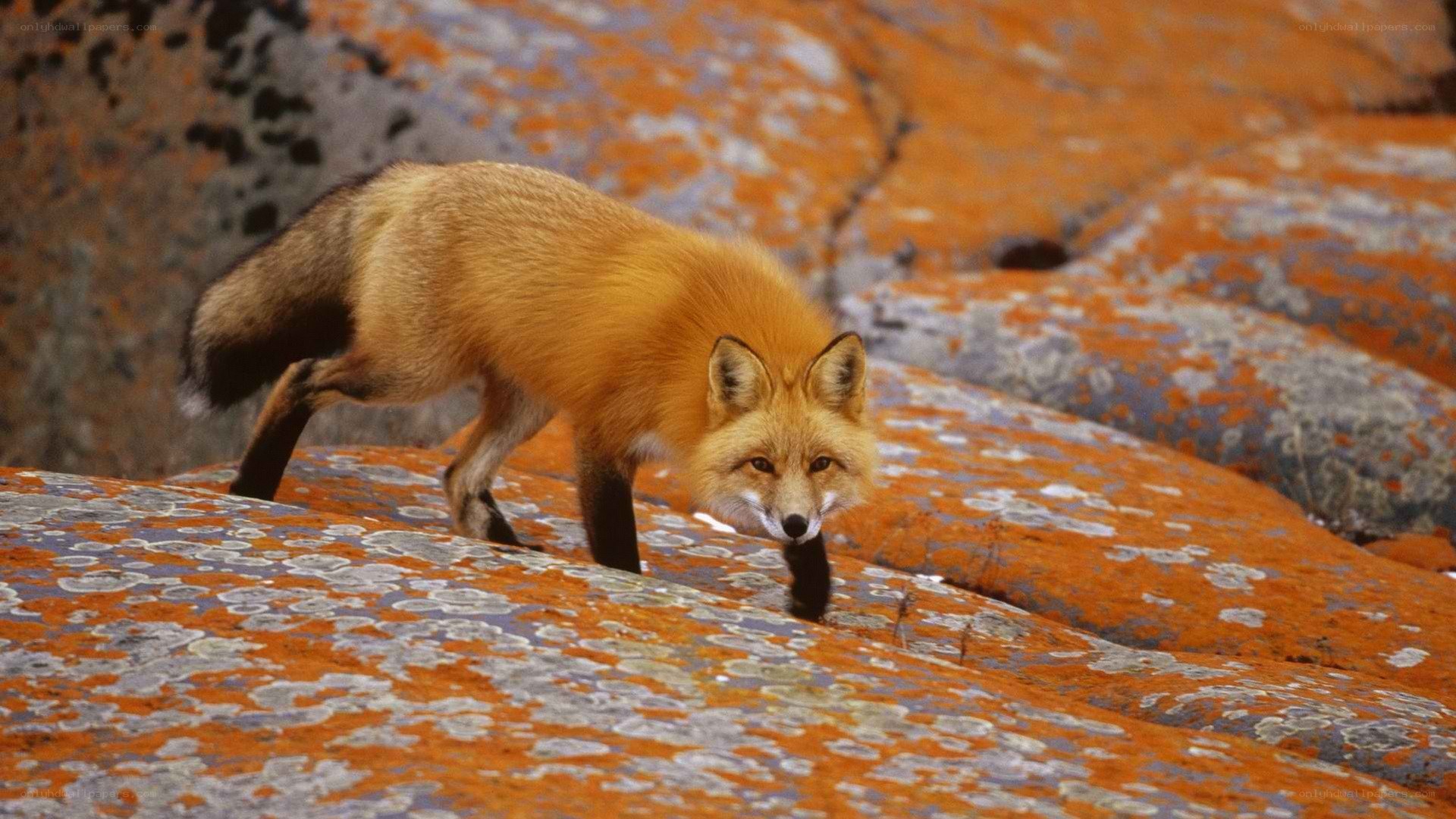 Red fox on lichen-covered rocks