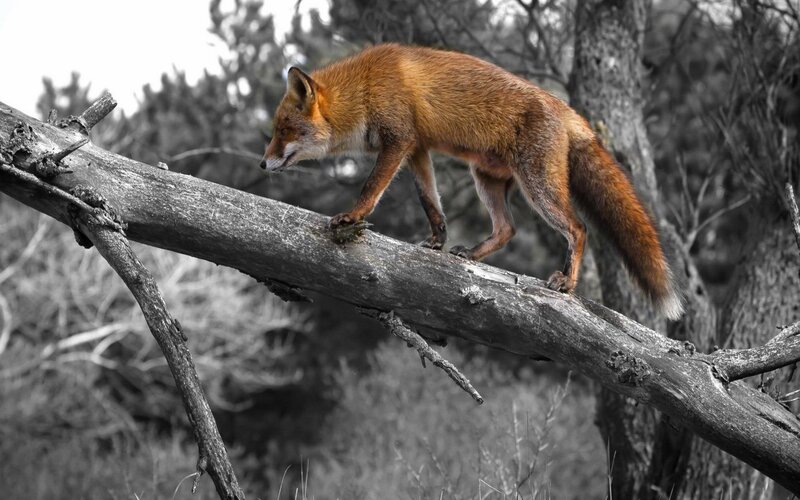 Red Fox on Log — Brown, Natural, Photograph