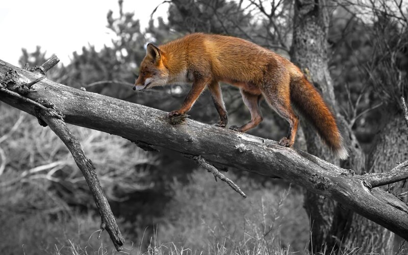 Red Fox on Log — Brown, Natural