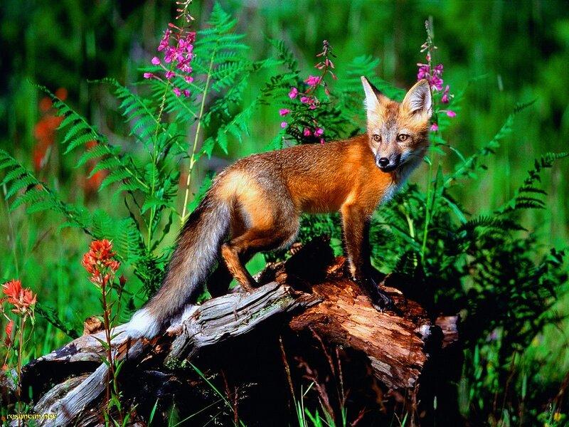 Red Fox on Log — Green