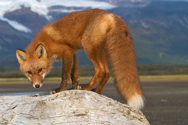 Red Fox on Log — Orange