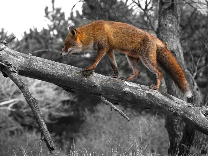 Red Fox on Log