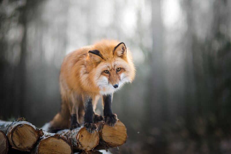 Red Fox on Logs