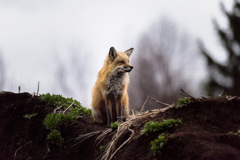 Red Fox on Mound
