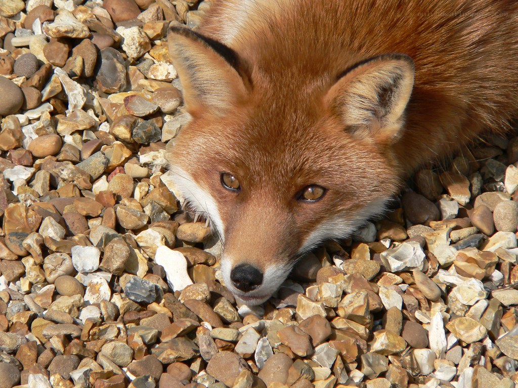 Red fox on pebbles