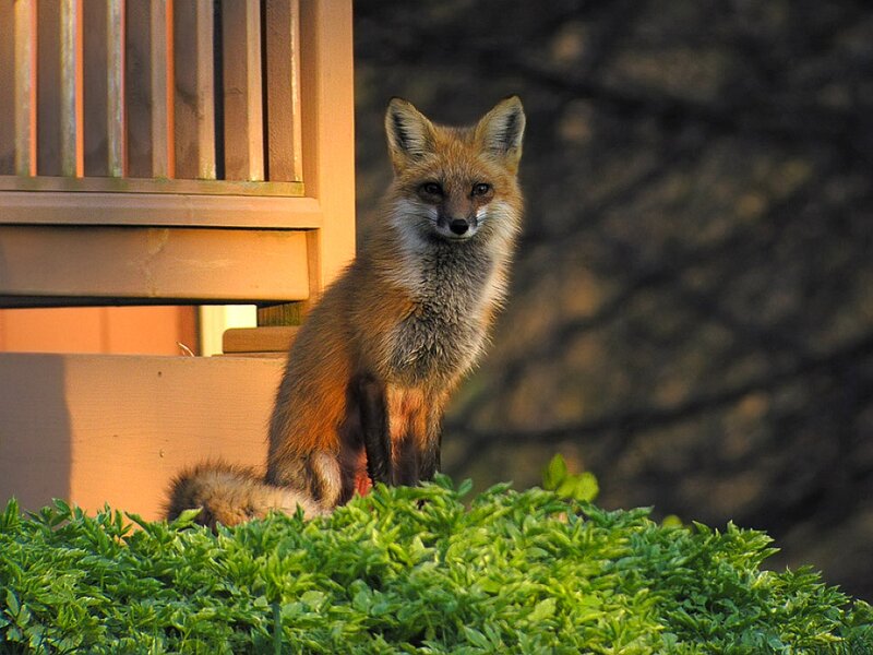 Red Fox on Porch