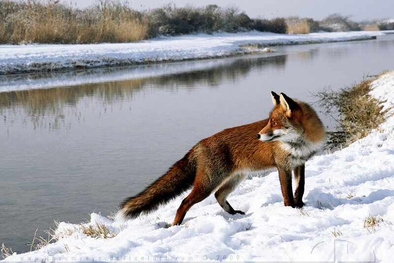 Red Fox on Riverbank