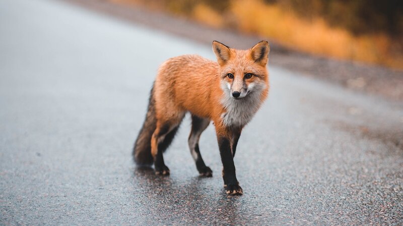 Red Fox on Road