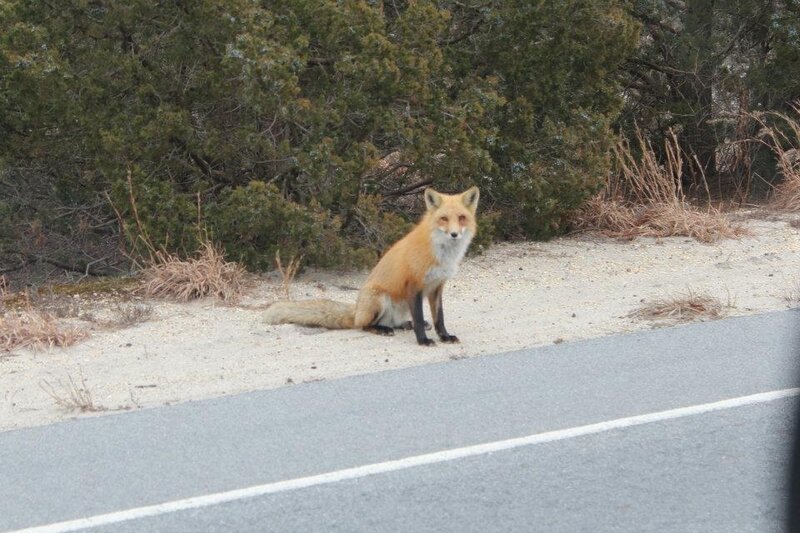 Red Fox on Roadside