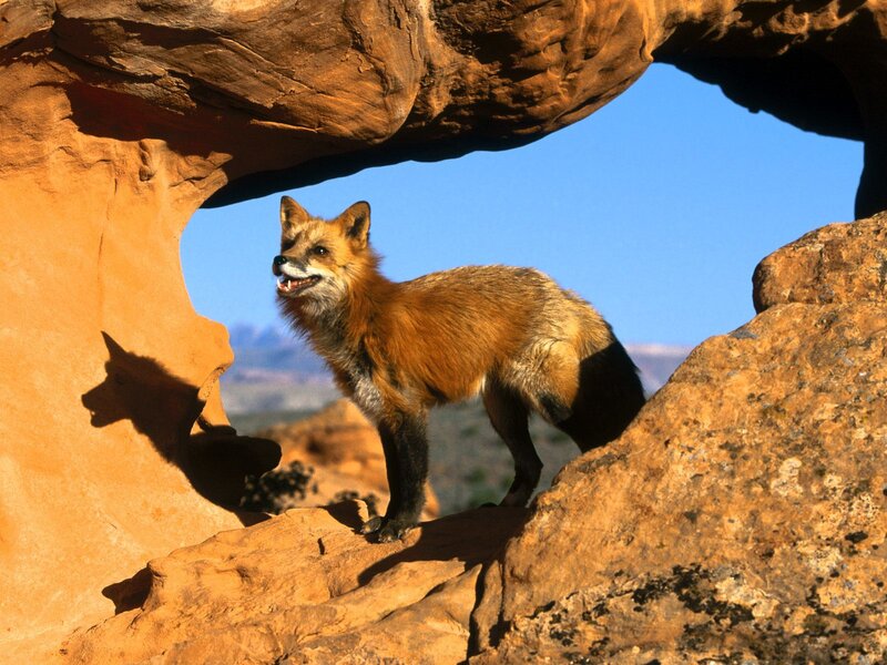 Red Fox on Rock — Orange, Dramatic