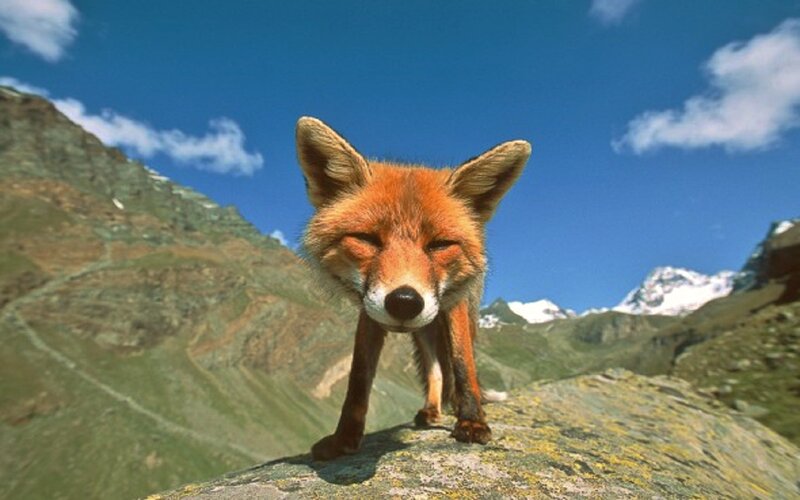 Red Fox on Rock