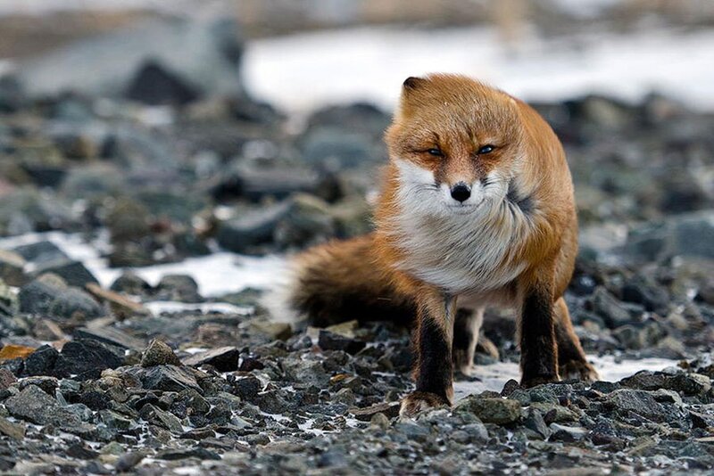 Red Fox on Rocks — Brown