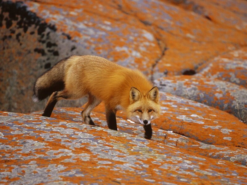 Red Fox on Rocks — Orange, Alert