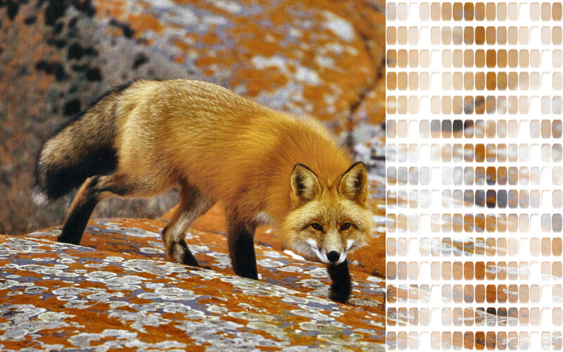 Red Fox on Rocks — Orange