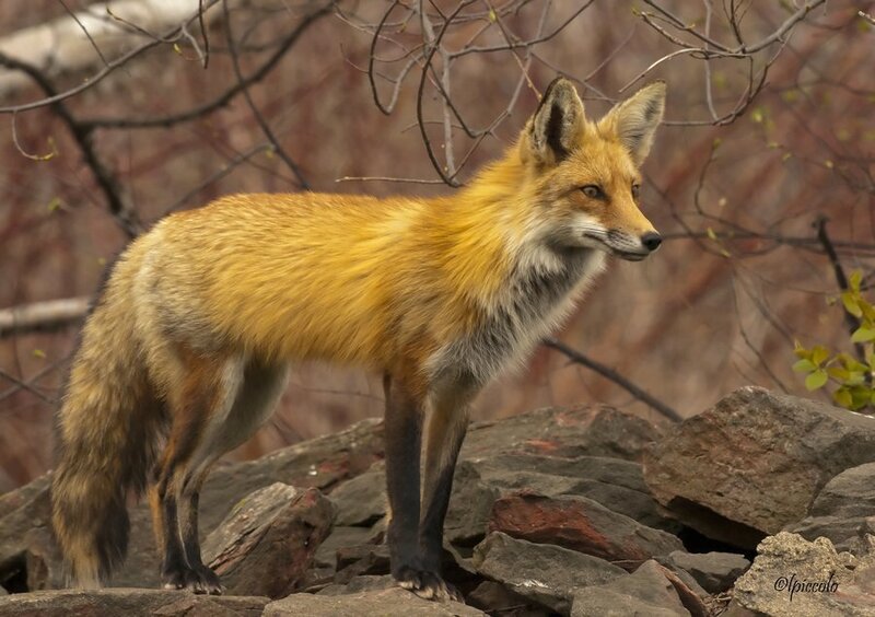 Red Fox on Rocks